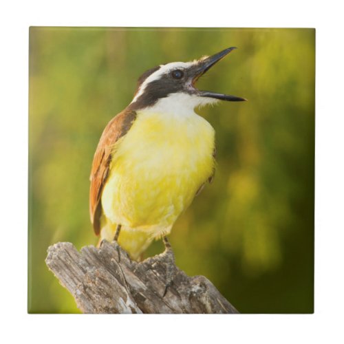 Great Kiskadee calling from perch Tile