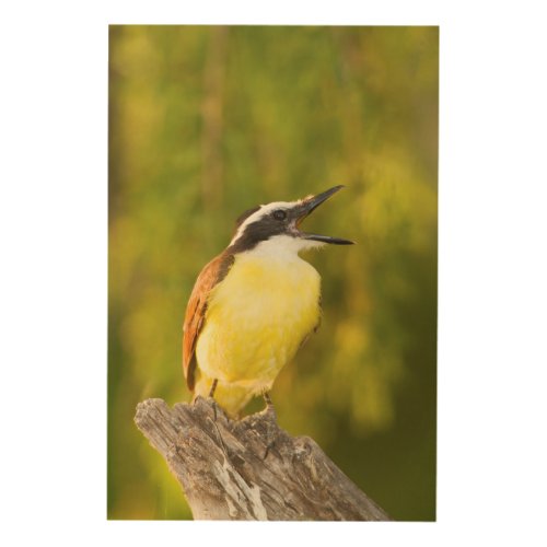 Great Kiskadee calling from perch Wood Wall Decor