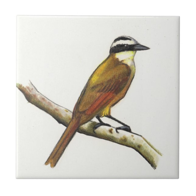 Great Kiskadee in Color Pencil: Bird: Wildlife Tile (Front)