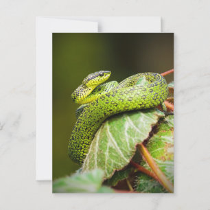 Great Lakes Bush Viper Postcard