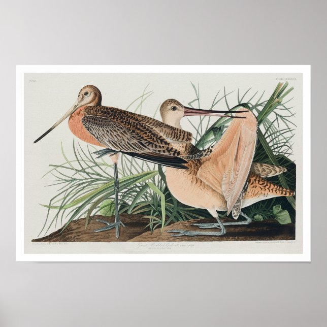 Great Marbled Godwit by Audubon Poster (Front)