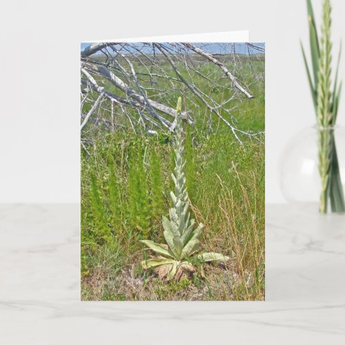 Great Mullein Verbascum thapsus Note Card