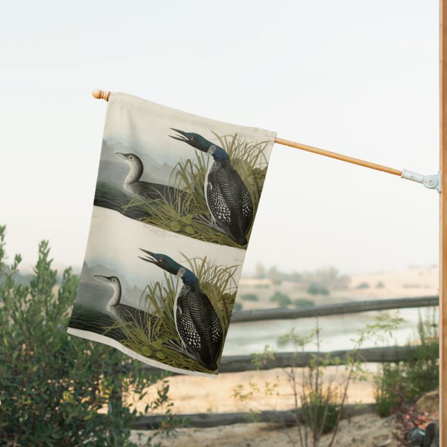 Great Northern Diver Loon Audubon Birds of America House Flag (Insitu (Back))