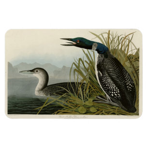 Great Northern Diver Loon Audubon Birds of America Magnet
