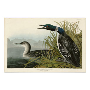 Great Northern Diver Loon Audubon Birds of America Photo Print