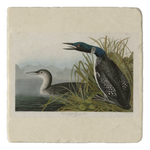 Great Northern Diver Loon Audubon Birds of America Trivet