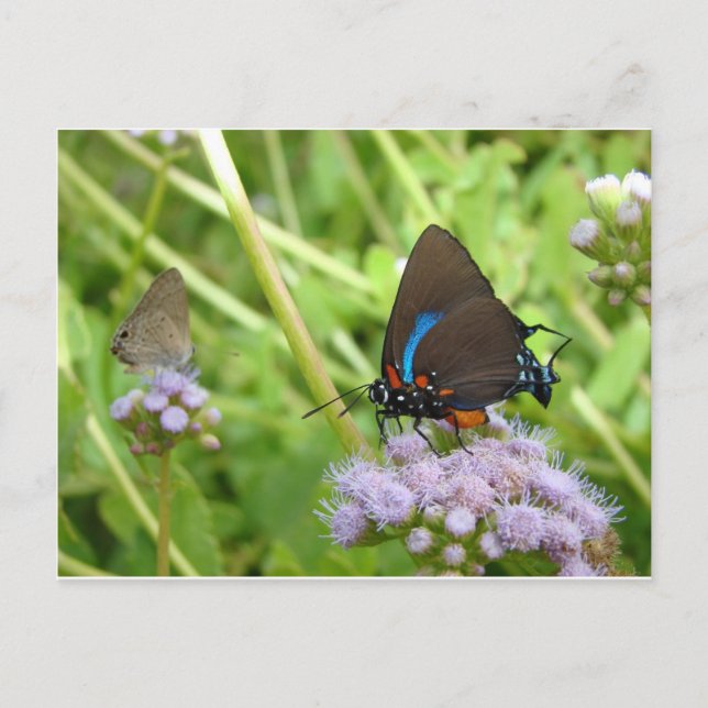 Great Purple Hairstreak butterfly Postcard (Front)