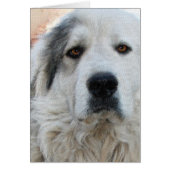 Great Pyrenees (Front)