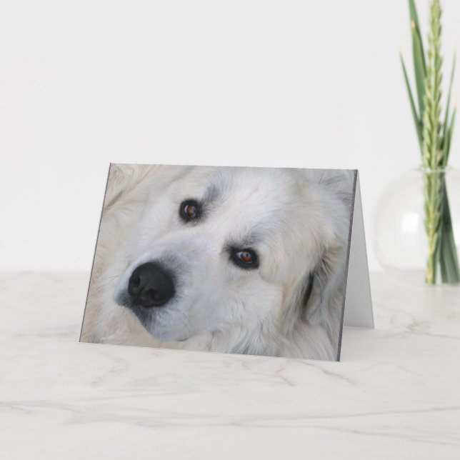 Great Pyrenees Card (Front)