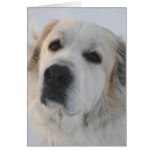 Great Pyrenees Card (Front)