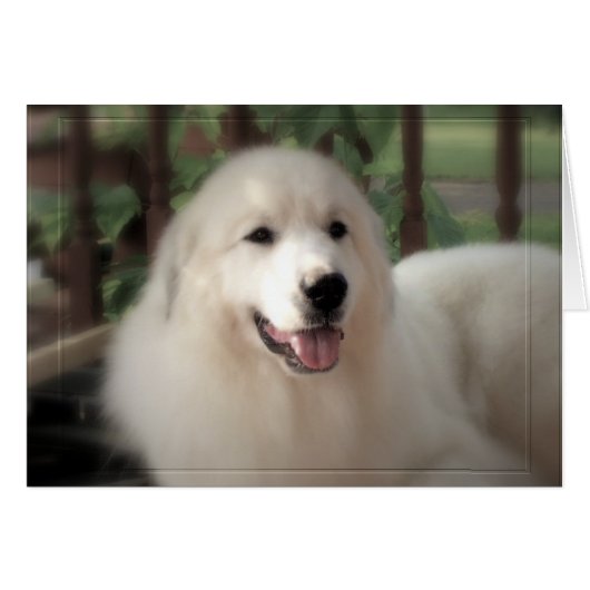 Great Pyrenees Card - "Pretty Zoe" Embossed Frame (Front Horizontal)