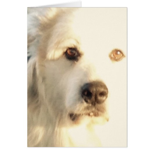 Great Pyrenees Cards (Front)