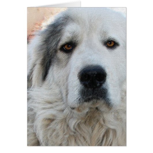 Great Pyrenees Cards (Front)
