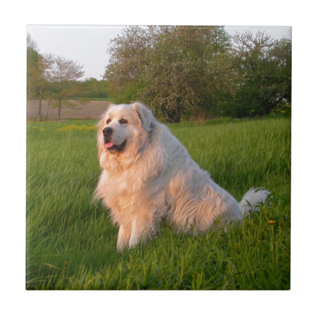 Great Pyrenees Ceramic Tile (Front)