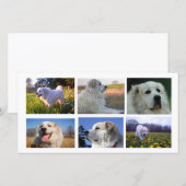 Great Pyrenees Collage (Front/Back)