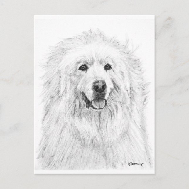 Great Pyrenees Drawing Postcard (Front)