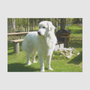 great pyrenees full 2 tissue paper