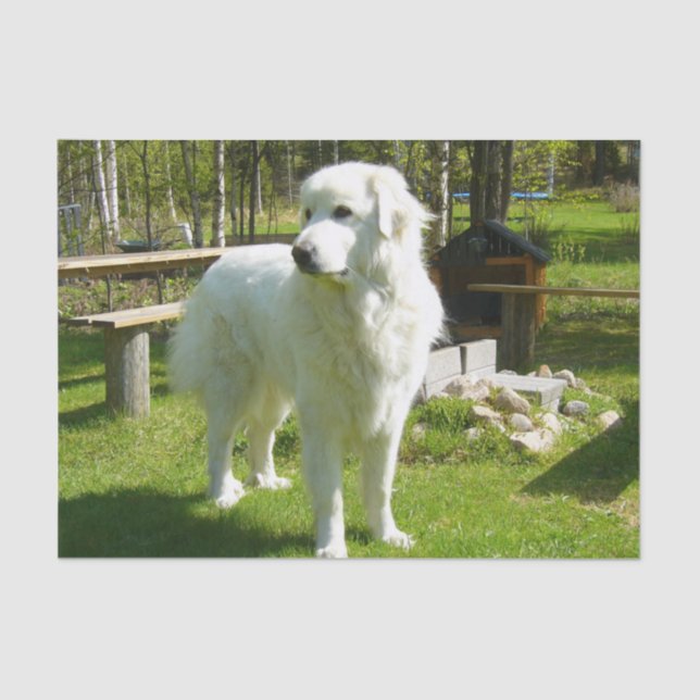 great pyrenees full 2 tissue paper (Front)
