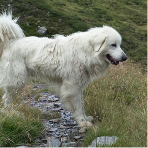great pyrenees full cutout