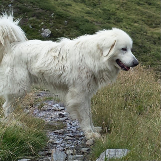 great pyrenees full cutout (Front)