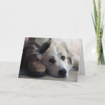 Great Pyrenees, Gentle Giant Card