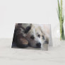 Great Pyrenees, Gentle Giant Card