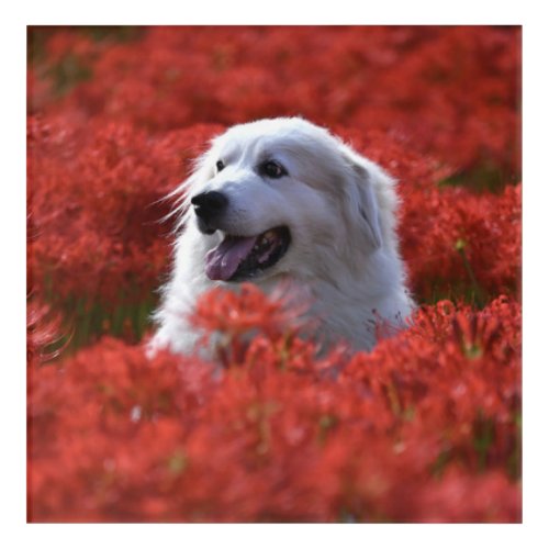 Great Pyrenees in Field of Red Flowers Acrylic Print