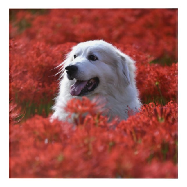 Great Pyrenees in Field of Red Flowers Acrylic Print (Front)