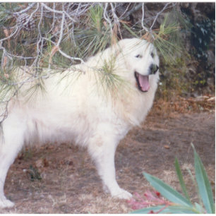 great pyrenees in forest statuette