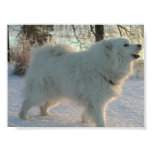 Great Pyrenees Poster