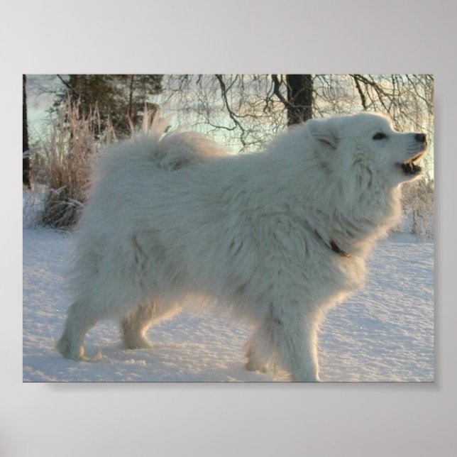 Great Pyrenees Poster (Front)