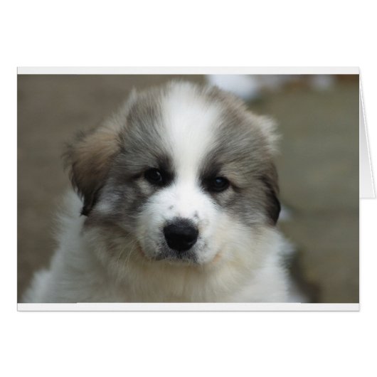 Great Pyrenees Puppy Cards (Front Horizontal)