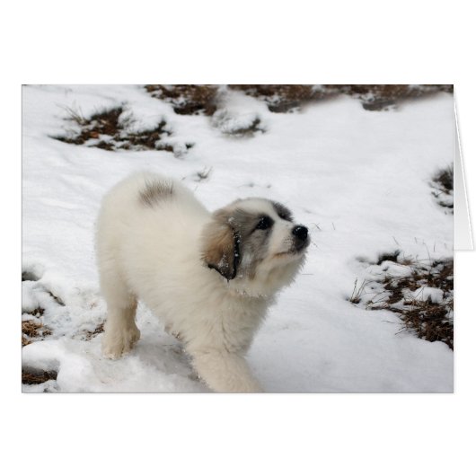 Great Pyrenees Puppy Cards (Front Horizontal)