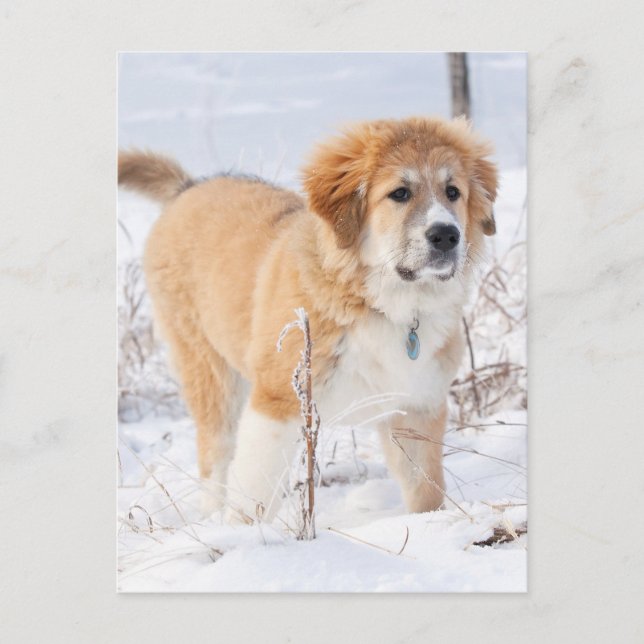 Great Pyrenees Puppy in the Snow Holiday Postcard (Front)