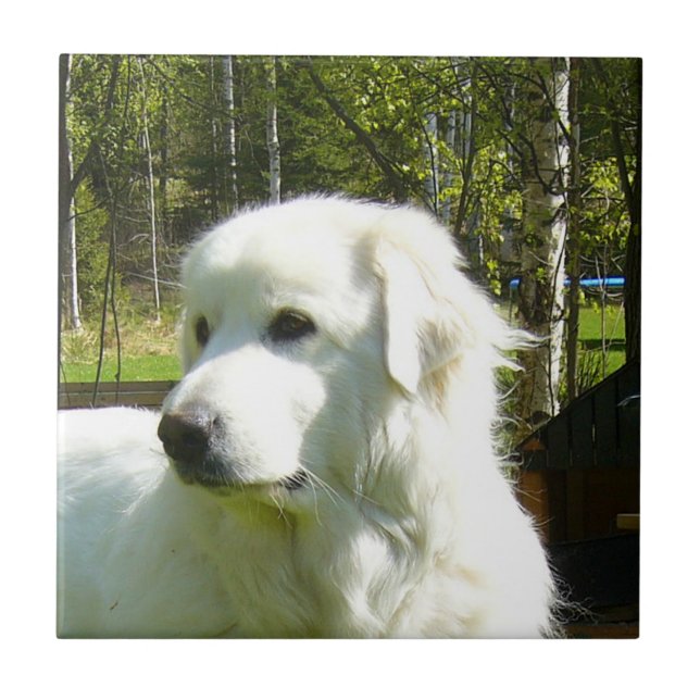 great pyrenees tile (Front)