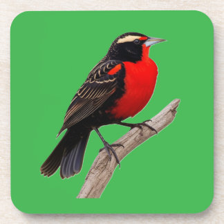 Great red bird (Sturnella defilipp) Beverage Coaster