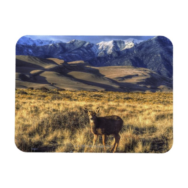 Great Sand Dunes National Park, Colorado Magnet (Horizontal)