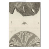 Great Sea Urchins (Front)