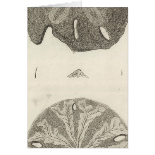 Great Sea Urchins Cards (Front)