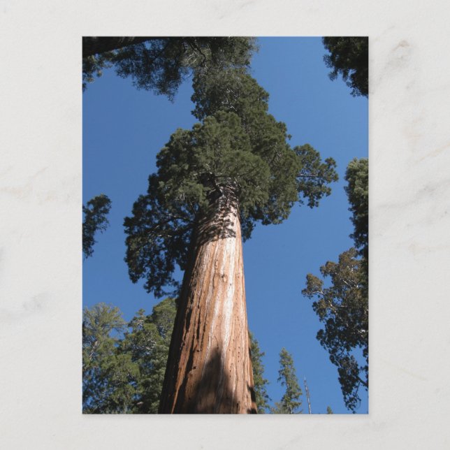 Great Sequoia Postcard (Front)
