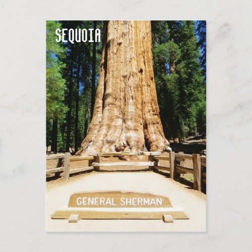 Great Sequoia Postcard Postcard