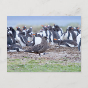 Great Skua in front of penguin colony Postcard