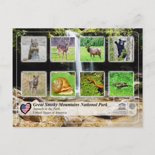 Great Smoky Mountains National Park _ Animals Postcard