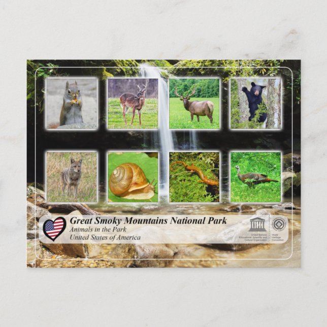 Great Smoky Mountains National Park - Animals Postcard (Front)