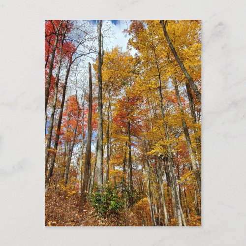 Great Smoky Mountains National Park Fall Foliage Postcard