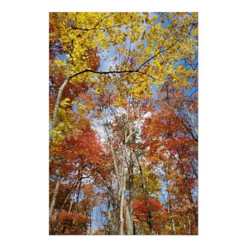 Great Smoky Mountains National Park Fall Leaves Poster