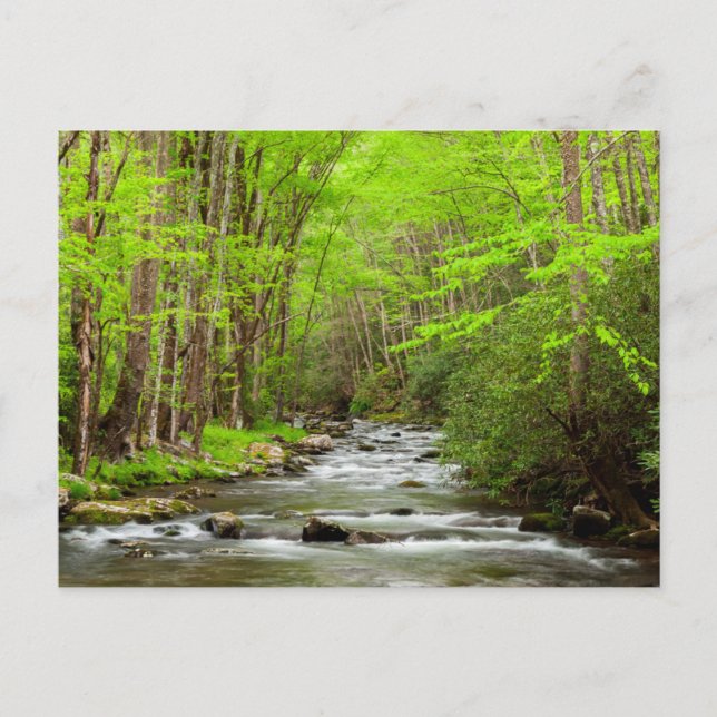 Great Smoky Mountains National Park North Carolina Postcard (Front)