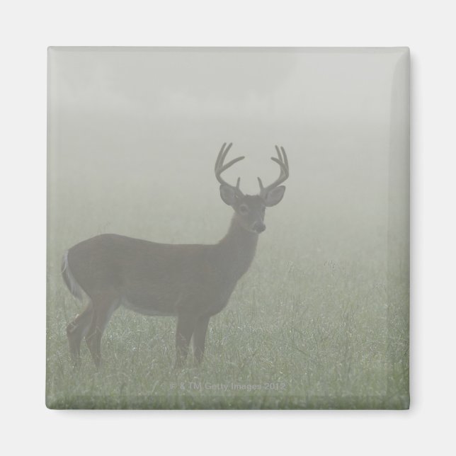 Great Smoky Mountains National Park, Tennesse, Magnet (Front)