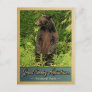 Great Smoky Mountains Postcard National Park Bear