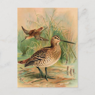 Great Snipe Vintage Bird Illustration Postcard